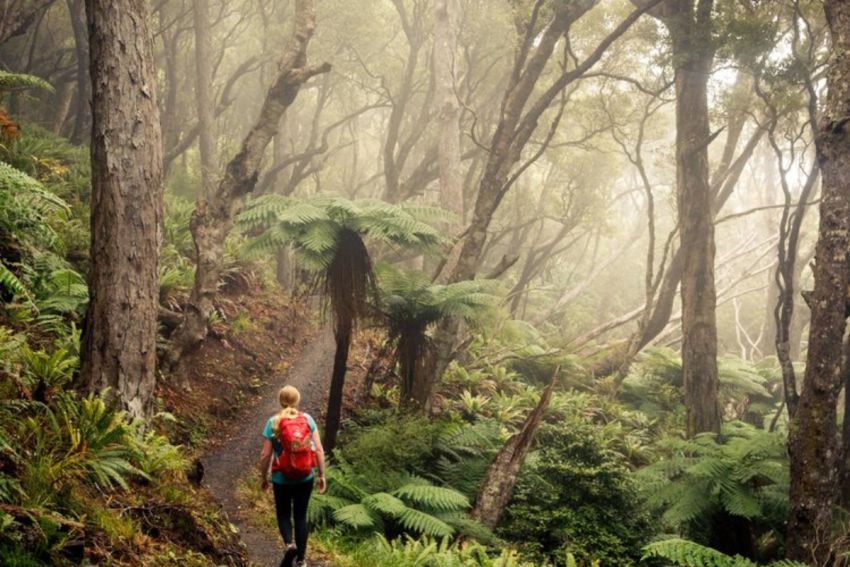 Foggy+forest+on+the+Rakiura+Track.jpg