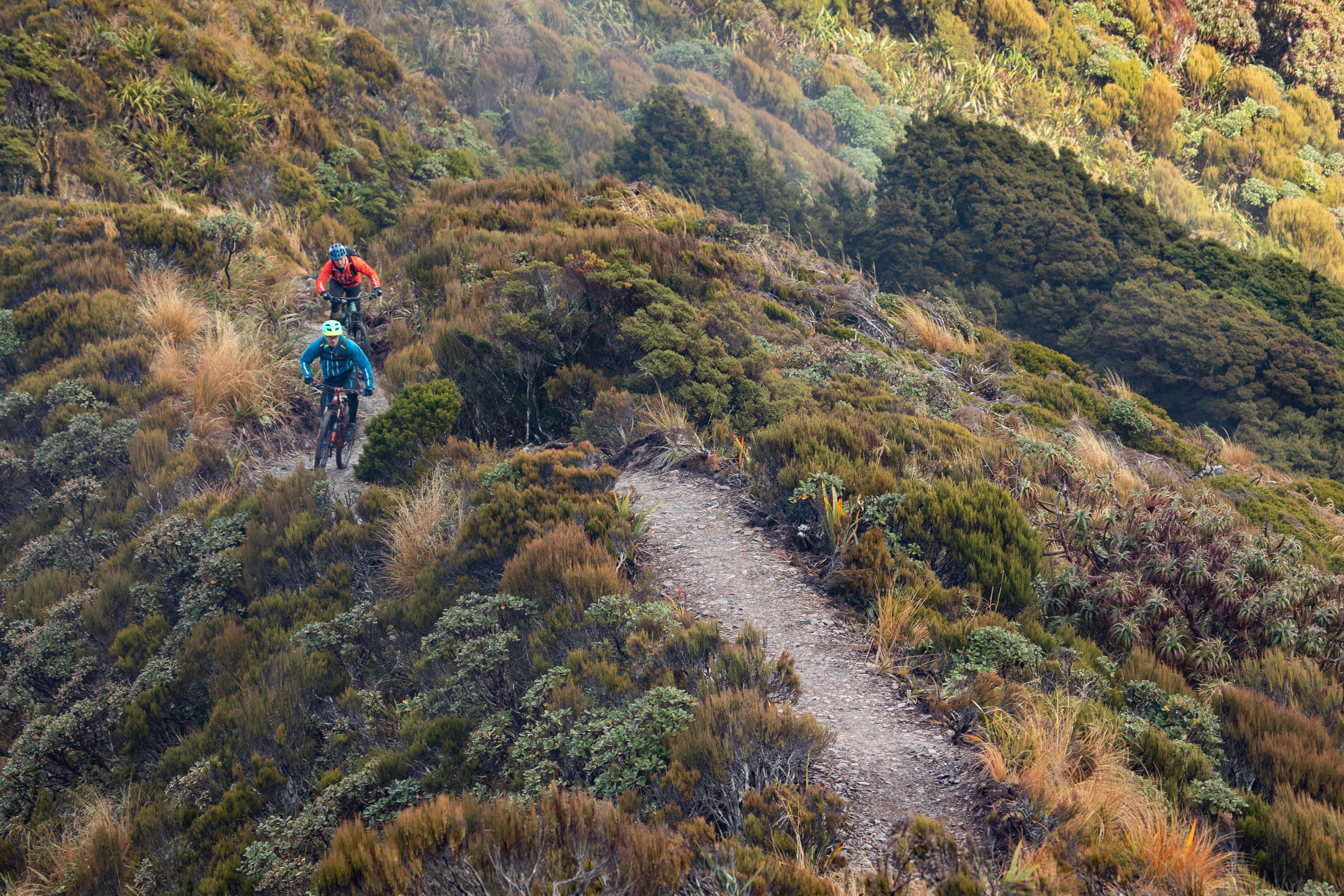 Paparoa Track